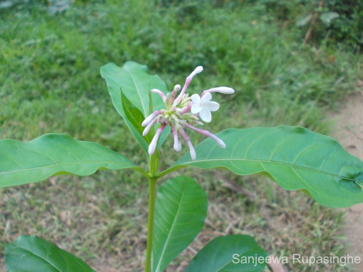 Rauvolfia serpentina (L.) Benth. ex Kurz